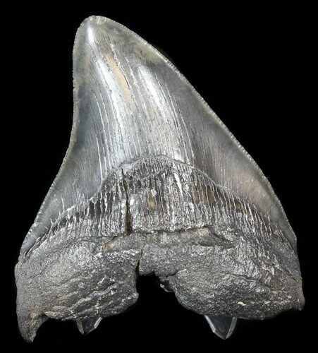 Bargain Fossil Megalodon Tooth - South Carolina #39243